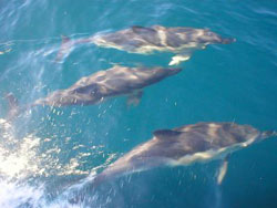 Delfine vor taghazout - Vergößern mit Klick